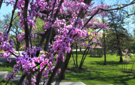 redbud tree in bloom