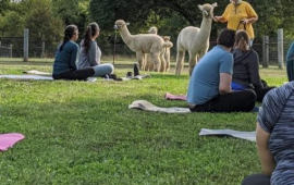 alpacas