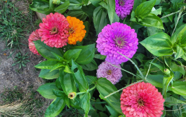 zinnias