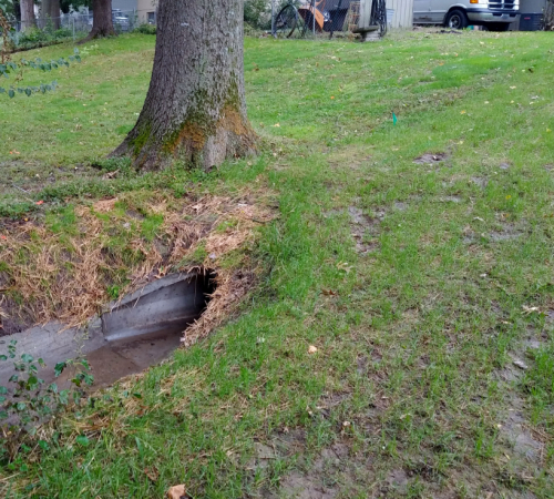 Storm water intake drain near tree
