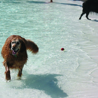 Dog swimming in the pool